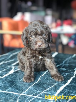 Show Kaliteli Toy Poodle Yavrularımız 1