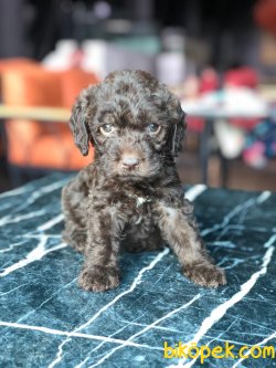 Show Kaliteli Toy Poodle Yavrularımız 2