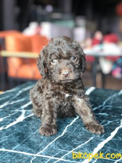Show Kaliteli Toy Poodle Yavrularımız 3