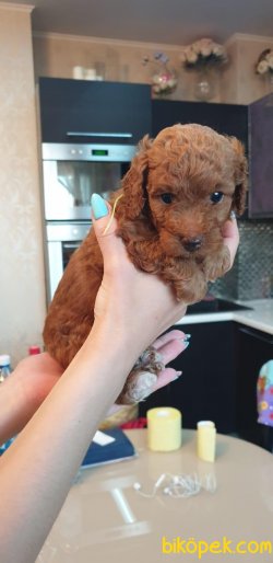 Show Kaliteli Toy Poodle Yavrularımız 3