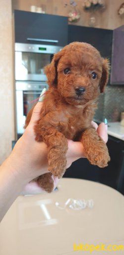 Show Kaliteli Toy Poodle Yavrularımız 1