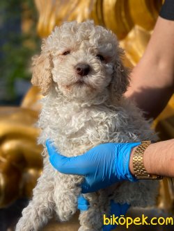 SHOW KALİTELİ TOY POODLE YAVRULARIMIZ 1