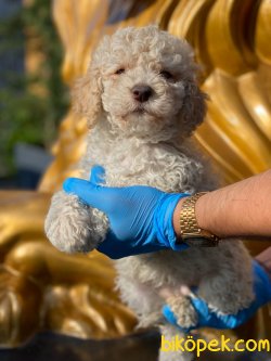 SHOW KALİTELİ TOY POODLE YAVRULARIMIZ 2