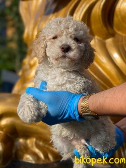 SHOW KALİTELİ TOY POODLE YAVRULARIMIZ 3