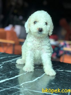 SHOW KALİTELİ TOY POODLE YAVRULARIMIZ 1