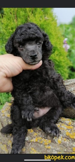 SHOW KALİTELİ TOY POODLE YAVRULARIMIZ 3