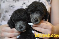 SHOW KALİTELİ TOY POODLE YAVRULARIMIZ 1
