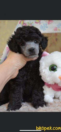 SHOW KALİTELİ TOY POODLE YAVRULARIMIZ 2