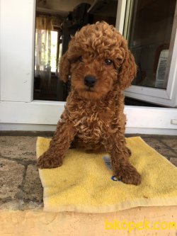 SHOW KALİTELİ TOY POODLE YAVRULARIMIZ 2