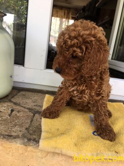 SHOW KALİTELİ TOY POODLE YAVRULARIMIZ 3