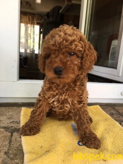 SHOW KALİTELİ TOY POODLE YAVRULARIMIZ 1