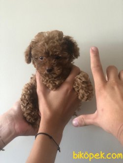SHOW KALİTELİ TOY POODLE YAVRULARIMIZ 1