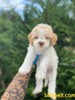 SHOW KALİTELİ TOY POODLE YAVRULARIMIZ 3