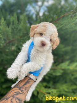SHOW KALİTELİ TOY POODLE YAVRULARIMIZ 2