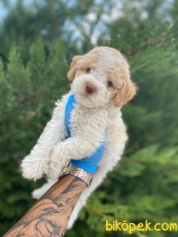 SHOW KALİTELİ TOY POODLE YAVRULARIMIZ 1