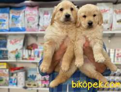 SHOW KALİTEYE SAHİP JUMBO BOY BABY FACE GOLDEN RETRİEVER 1