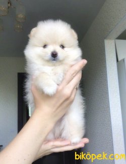 Show Kaliyeli Pomeranian Yavrularimiz 1