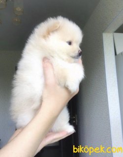 Show Kaliyeli Pomeranian Yavrularimiz 3