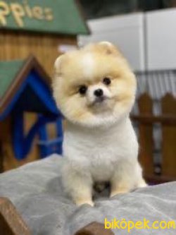 Show Kapiteli Pomeranian Yavrularimiz 1