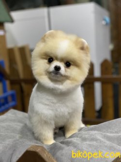 Show Kapiteli Pomeranian Yavrularimiz 3