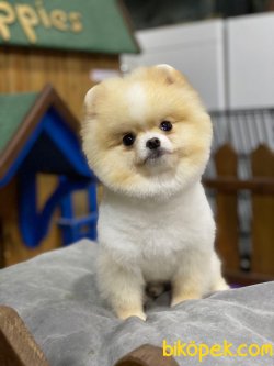 Show Kapiteli Pomeranian Yavrularimiz 2