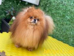 SHOW KLASS YETİŞKİN KATEGORİSİNİN EN İYİSİ SAFKAN TEDDYBEAR BOO 4