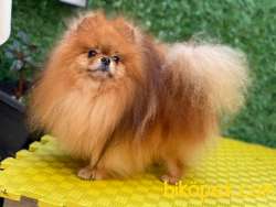 SHOW KLASS YETİŞKİN KATEGORİSİNİN EN İYİSİ SAFKAN TEDDYBEAR BOO 3