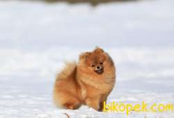 SHOW LİNE POMERANİAN BOO YAVRULARI 4