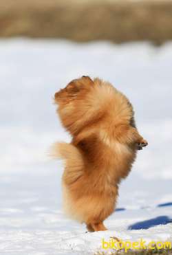 SHOW LİNE POMERANİAN BOO YAVRULARI 3