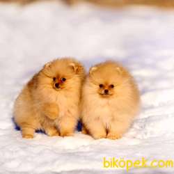 SHOW LİNE POMERANİAN BOO YAVRULARI 1