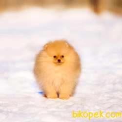 SHOW LİNE POMERANİAN BOO YAVRULARI 5