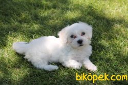 SHOW MALTESE YAVRULAR 0 NUMARA 1