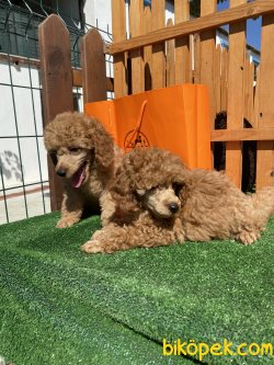 Show Traşlı Secereli Tattolu Mini Poodle 3 Kg Geçmecek 4