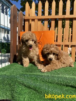 Show Traşlı Secereli Tattolu Mini Poodle 3 Kg Geçmecek 1
