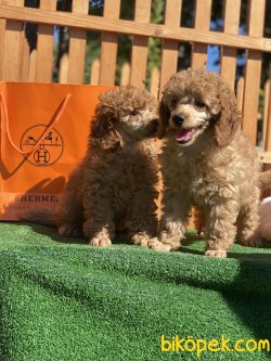 Show Traşlı Secereli Tattolu Mini Poodle 3 Kg Geçmecek 3