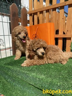 Show Traşlı Secereli Tattolu Mini Poodle 3 Kg Geçmecek 2