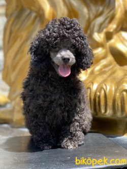 Show Traşlı Türkiyede Ted Silver Mini Poodle Yavrumuz Orjinal 1