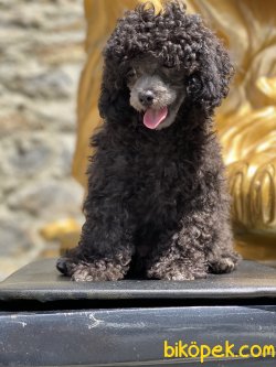 Show Traşlı Türkiyede Ted Silver Mini Poodle Yavrumuz Orjinal 3