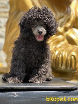 Show Traşlı Türkiyede Ted Silver Mini Poodle Yavrumuz Orjinal 4