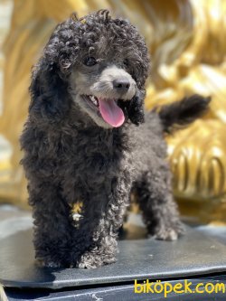 Show Traşlı Türkiyede Ted Silver Mini Poodle Yavrumuz Orjinal 2