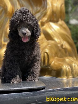 Show Traşlı Türkiyede Ted Silver Mini Poodle Yavrumuz Orjinal 5