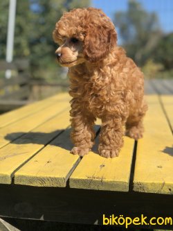 SHOW TRASLI WC EGITIMLI SCRLI TOY POODLE 3