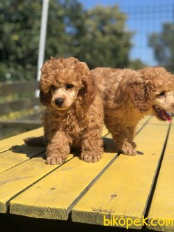 SHOW TRASLI WC EGITIMLI SCRLI TOY POODLE 1