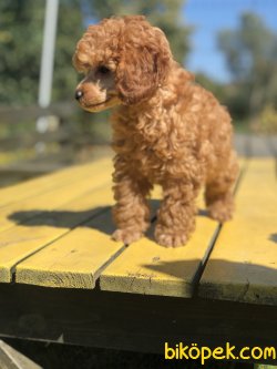 SHOW TRASLI WC EGITIMLI SCRLI TOY POODLE 2