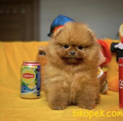 ShowClas Ayıcık Surat T-Cup Pomeranian Boo Yavrularımız 3