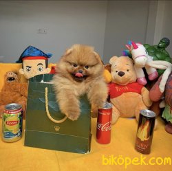 ShowClas Ayıcık Surat T-Cup Pomeranian Boo Yavrularımız 4