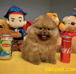 ShowClas Ayıcık Surat T-Cup Pomeranian Boo Yavrularımız 2
