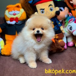 Showclass Pomeranian Bo Yavrularımız 3