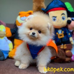 Showclass Pomeranian Bo Yavrularımız 2