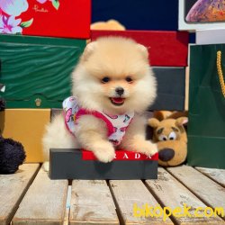 Showclass Tedybear Yarışma Düzeyi Kızımız’VALERY’ 4